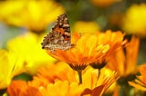 SAP Change Management within S/4HANA Projects