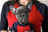 A woman holding a french bulldog wearing matching shirts.