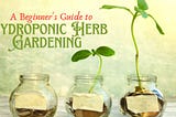 A Beginner’s Guide to Hydroponic Herb Gardening