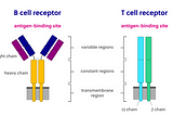 Image Courtesy: https://irepertoire.com/t-cell-and-b-cell-overview/