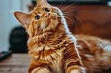 Celebrating International Cat Day: The Many Ways Cats Enrich Our Lives