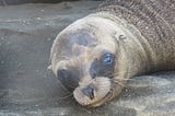 Galapagos Sea Lions