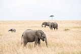 Four elephants, two of them young, in a dry African savannah with a single acacia-looking tree in the distance.