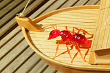 Things You Need to Know About FireAnts in 2021