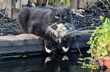 Tuxedo cat with its paws over the edge of a pond looking directly at the camera.