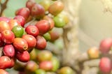 Infographic: Periodic Table of Coffee Varieties or Cultivars