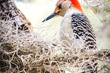 Photo by Tina Nord: https://www.pexels.com/photo/focus-photography-of-northern-flicker-917105/