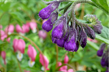 Comfrey — Health Benefits And Risks