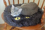 Shadow Selects New Safe Sleeping place