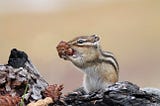 The Adventure of the Chipmunk and His Friends #2