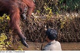 Orangutan lends a helping hand