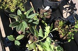 A wagon filled with different plants in small nursery plants