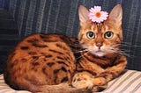 A Domestic home tiger — The Bengal Cat