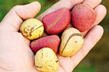 THE BIG DEAL ABOUT KOLA NUTS AND THE IGBO PEOPLE