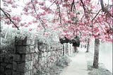 This is a beautiful, full pink tree atop a gray-stone wall…