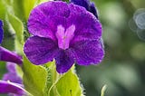 closeup of purple flower with dew