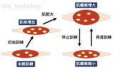 肌肉記憶 詳細解析（上）：肌核理論