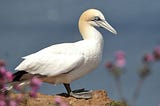 Thousands Of Gannets Will Perish As North Sea ‘Wind Parks’ Expand