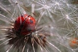 Cover photo of a lady bug close up