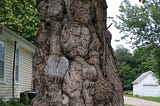 a tree trunk that’s got deep knots that look like faces