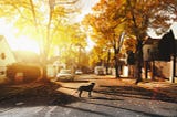Dog standing in middle of street in typical mid-west town in autumn