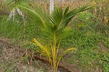 How to plant a Coconut Palm Tree