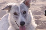 Do Rescue Dogs Really Remember Their Past Lives?