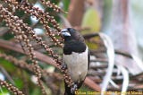 White Rumped Munia (Vee Kurulla)