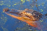 The Floating King of Florida