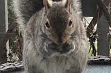 Image of a squirrel, with tail curled up its back, nibbling on a nut, on a deck table.