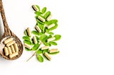 Moringa Capsule Supplement: An Energy Booster for Everyday Life