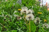 A Dandelion in the Wind