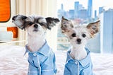 From Rags To Riches, Meet The Top Petfluencers Tinkerbelle The Dog And Belle The Dog