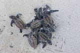 Baby turtles leaving the nest making their way to the open ocean on the Conflict Islands, Papua New Guinea.