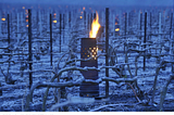 Frost on wine grapes in late April of 2021