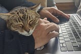 A sleepy brown and white cat rests her head on a man’s wrist while he types on a laptop keyboard