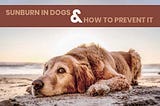 Sunburn in Dogs & How to Prevent it