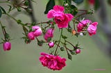 Summer’s Roses