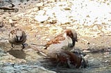 A host of sparrows bathe themselves in a pool of water in a garden bed.