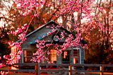 Cherry Blossoms, Richmond, Virginia