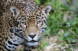 Wildlife Trafficking’s New Front: Latin America