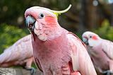 Most Beautiful Pink Birds In The World