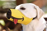 Getting your dog to like their muzzle