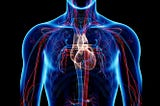 Human Anatomy and Physiology: The Circulatory System and Circulatory Diseases