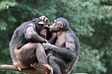 ¿Los primates también ‘leen la mente’?
