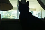Black cat in silhouette, gazing out a window