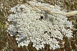 The wild carrot and its evolutionary “trick”