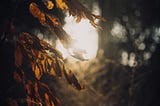 Awakening the Witch Wound: A Journey of Spiritual Resilience and Tree-Hugging Wisdom