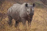 A black rhino in the bush standing in some pale grass