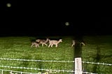 Five deer in a field in the dark lit up by my van’s lights at 3:47 am